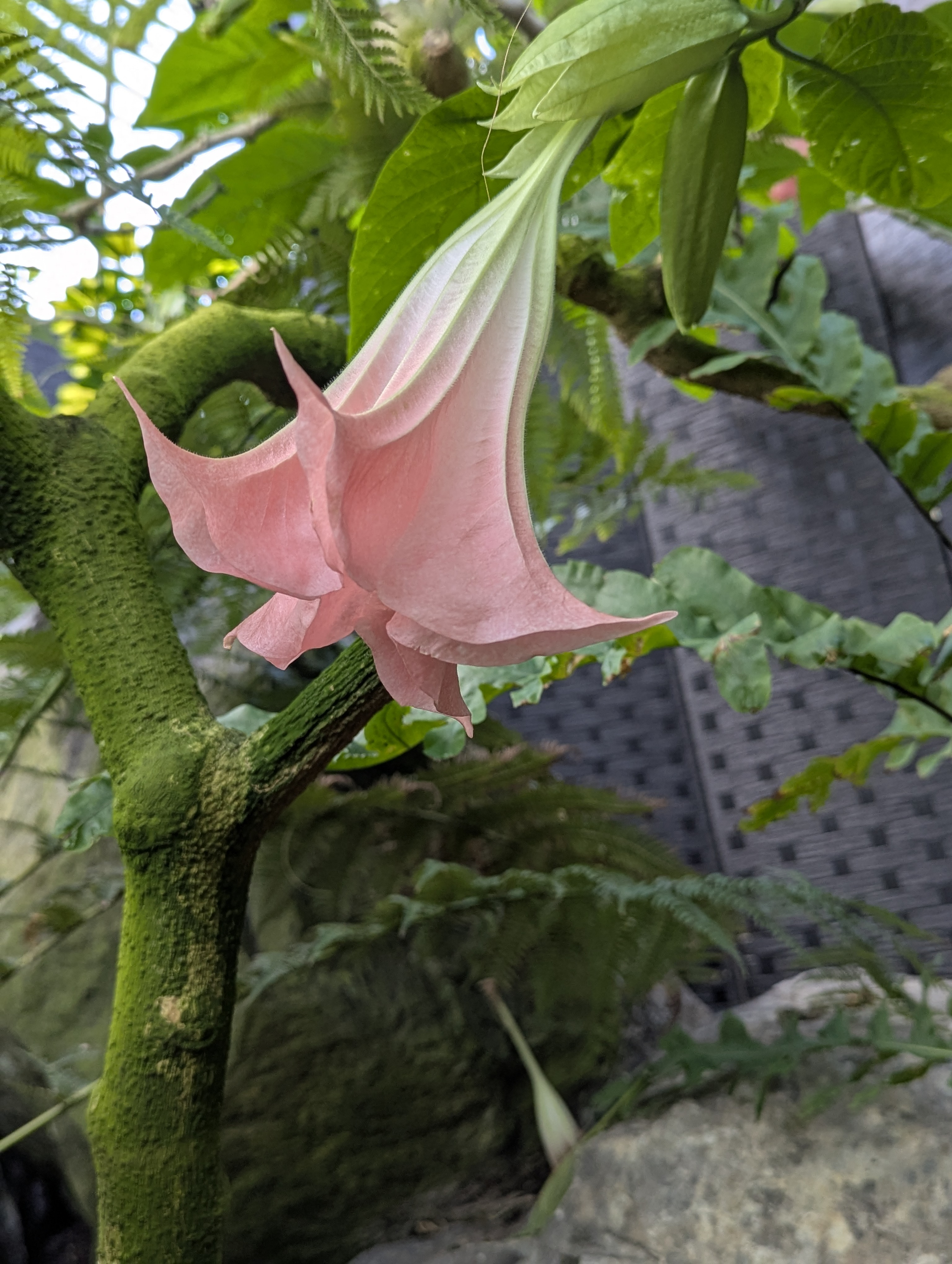 Birthday Trip to Canada, Edmonton, Pyramids, Muttart Observatory